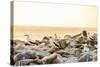 Nazca boobies, Espanola Island, Galapagos Islands, Ecuador, South America-Laura Grier-Stretched Canvas