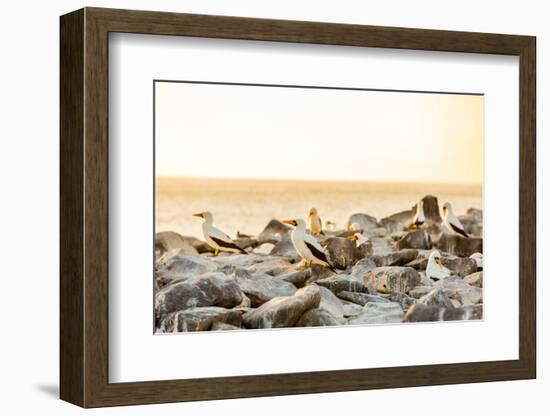 Nazca boobies, Espanola Island, Galapagos Islands, Ecuador, South America-Laura Grier-Framed Photographic Print