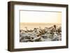 Nazca boobies, Espanola Island, Galapagos Islands, Ecuador, South America-Laura Grier-Framed Photographic Print