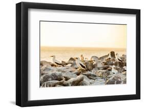 Nazca boobies, Espanola Island, Galapagos Islands, Ecuador, South America-Laura Grier-Framed Photographic Print