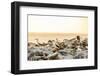 Nazca boobies, Espanola Island, Galapagos Islands, Ecuador, South America-Laura Grier-Framed Photographic Print