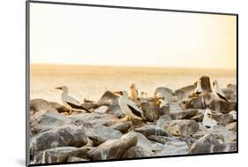 Nazca boobies, Espanola Island, Galapagos Islands, Ecuador, South America-Laura Grier-Mounted Photographic Print