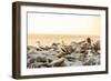 Nazca boobies, Espanola Island, Galapagos Islands, Ecuador, South America-Laura Grier-Framed Photographic Print