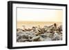 Nazca boobies, Espanola Island, Galapagos Islands, Ecuador, South America-Laura Grier-Framed Photographic Print