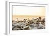 Nazca boobies, Espanola Island, Galapagos Islands, Ecuador, South America-Laura Grier-Framed Photographic Print