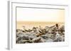 Nazca boobies, Espanola Island, Galapagos Islands, Ecuador, South America-Laura Grier-Framed Photographic Print