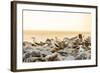 Nazca boobies, Espanola Island, Galapagos Islands, Ecuador, South America-Laura Grier-Framed Photographic Print