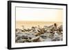 Nazca boobies, Espanola Island, Galapagos Islands, Ecuador, South America-Laura Grier-Framed Photographic Print