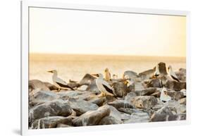 Nazca boobies, Espanola Island, Galapagos Islands, Ecuador, South America-Laura Grier-Framed Photographic Print