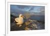 Nazca booby at nest with egg, Floreana Island, Galapagos-Tui De Roy-Framed Photographic Print