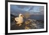 Nazca booby at nest with egg, Floreana Island, Galapagos-Tui De Roy-Framed Photographic Print