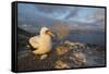 Nazca booby at nest with egg, Floreana Island, Galapagos-Tui De Roy-Framed Stretched Canvas