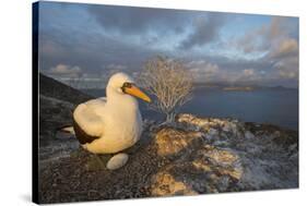 Nazca booby at nest with egg, Floreana Island, Galapagos-Tui De Roy-Stretched Canvas