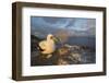 Nazca booby at nest with egg, Floreana Island, Galapagos-Tui De Roy-Framed Photographic Print