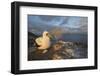 Nazca booby at nest with egg, Floreana Island, Galapagos-Tui De Roy-Framed Photographic Print