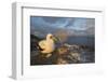 Nazca booby at nest with egg, Floreana Island, Galapagos-Tui De Roy-Framed Photographic Print