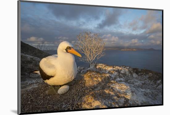 Nazca booby at nest with egg, Floreana Island, Galapagos-Tui De Roy-Mounted Photographic Print