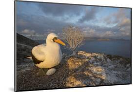 Nazca booby at nest with egg, Floreana Island, Galapagos-Tui De Roy-Mounted Photographic Print