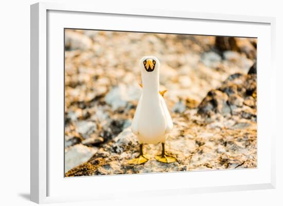 Nazca booby on Espanola Island, Galapagos Islands, Ecuador, South America-Laura Grier-Framed Photographic Print