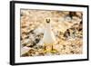 Nazca booby on Espanola Island, Galapagos Islands, Ecuador, South America-Laura Grier-Framed Photographic Print