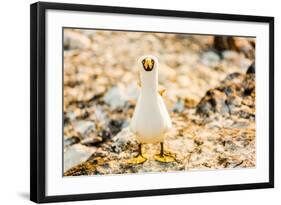 Nazca booby on Espanola Island, Galapagos Islands, Ecuador, South America-Laura Grier-Framed Photographic Print