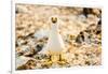 Nazca booby on Espanola Island, Galapagos Islands, Ecuador, South America-Laura Grier-Framed Photographic Print