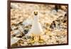 Nazca booby on Espanola Island, Galapagos Islands, Ecuador, South America-Laura Grier-Framed Photographic Print