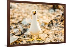 Nazca booby on Espanola Island, Galapagos Islands, Ecuador, South America-Laura Grier-Framed Photographic Print