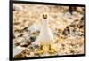 Nazca booby on Espanola Island, Galapagos Islands, Ecuador, South America-Laura Grier-Framed Photographic Print