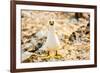 Nazca booby on Espanola Island, Galapagos Islands, Ecuador, South America-Laura Grier-Framed Photographic Print