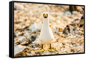 Nazca booby on Espanola Island, Galapagos Islands, Ecuador, South America-Laura Grier-Framed Stretched Canvas