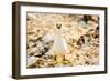 Nazca booby on Espanola Island, Galapagos Islands, Ecuador, South America-Laura Grier-Framed Photographic Print