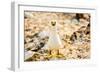 Nazca booby on Espanola Island, Galapagos Islands, Ecuador, South America-Laura Grier-Framed Photographic Print