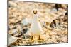 Nazca booby on Espanola Island, Galapagos Islands, Ecuador, South America-Laura Grier-Mounted Photographic Print