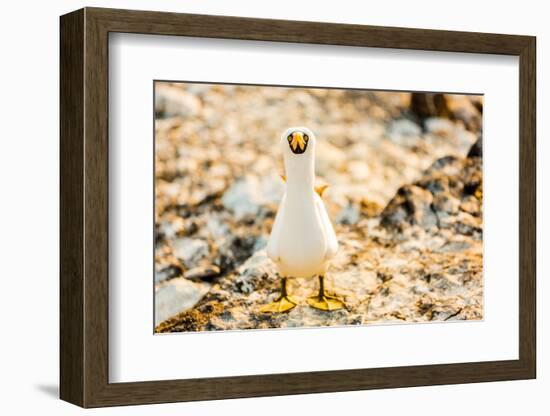 Nazca booby on Espanola Island, Galapagos Islands, Ecuador, South America-Laura Grier-Framed Photographic Print