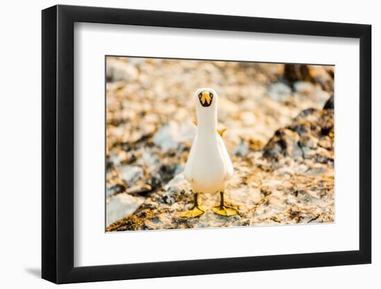 Nazca booby on Espanola Island, Galapagos Islands, Ecuador, South America-Laura Grier-Framed Photographic Print