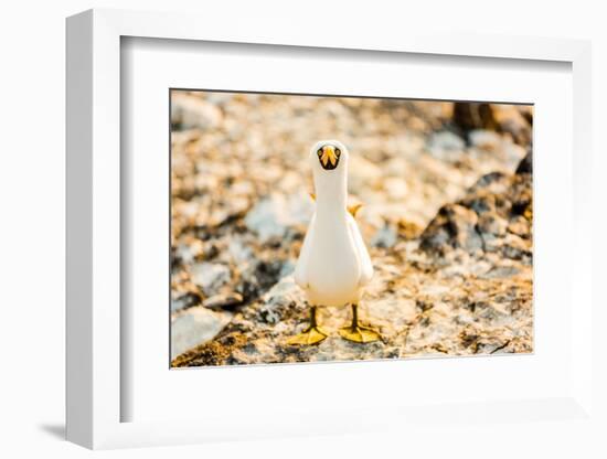 Nazca booby on Espanola Island, Galapagos Islands, Ecuador, South America-Laura Grier-Framed Photographic Print