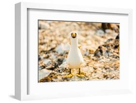 Nazca booby on Espanola Island, Galapagos Islands, Ecuador, South America-Laura Grier-Framed Photographic Print