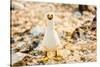 Nazca booby on Espanola Island, Galapagos Islands, Ecuador, South America-Laura Grier-Stretched Canvas