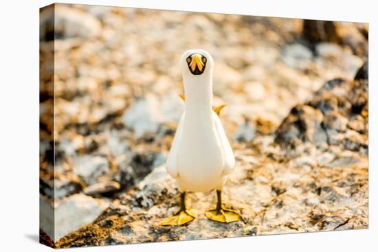 Nazca booby on Espanola Island, Galapagos Islands, Ecuador, South America-Laura Grier-Stretched Canvas