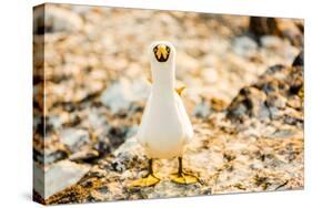 Nazca booby on Espanola Island, Galapagos Islands, Ecuador, South America-Laura Grier-Stretched Canvas