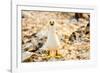 Nazca booby on Espanola Island, Galapagos Islands, Ecuador, South America-Laura Grier-Framed Photographic Print