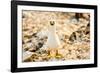 Nazca booby on Espanola Island, Galapagos Islands, Ecuador, South America-Laura Grier-Framed Photographic Print