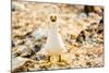 Nazca booby on Espanola Island, Galapagos Islands, Ecuador, South America-Laura Grier-Mounted Photographic Print