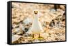 Nazca booby on Espanola Island, Galapagos Islands, Ecuador, South America-Laura Grier-Framed Stretched Canvas