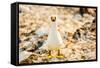 Nazca booby on Espanola Island, Galapagos Islands, Ecuador, South America-Laura Grier-Framed Stretched Canvas