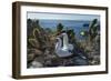 Nazca booby pair amongst Prickly pear cacti, Galapagos-Tui De Roy-Framed Photographic Print