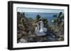 Nazca booby pair amongst Prickly pear cacti, Galapagos-Tui De Roy-Framed Photographic Print