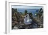 Nazca booby pair amongst Prickly pear cacti, Galapagos-Tui De Roy-Framed Photographic Print