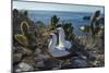 Nazca booby pair amongst Prickly pear cacti, Galapagos-Tui De Roy-Mounted Photographic Print